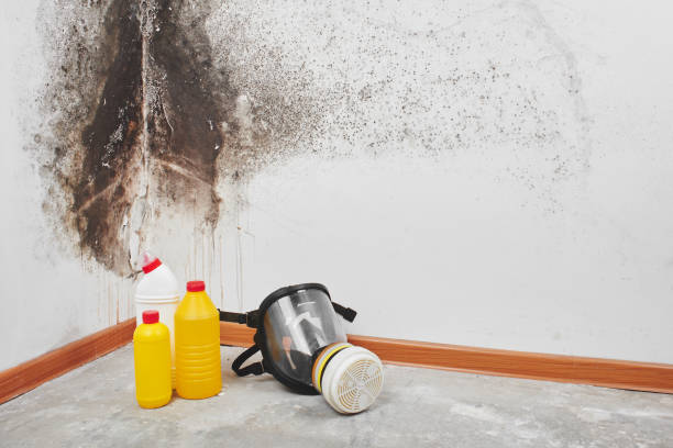 Why You Should Choose Our Mold Remediation Services in Patrick Springs, VA